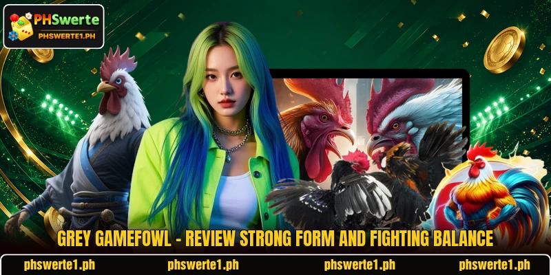 Grey Gamefowl - Review Strong Form And Fighting Balance